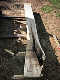 Ambrosia Maple